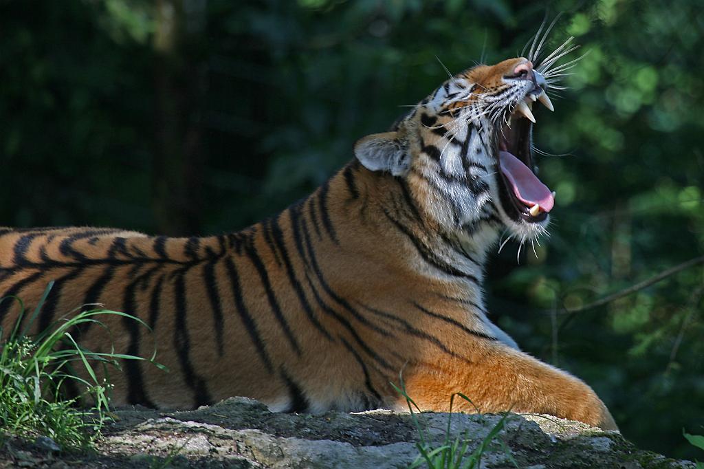 Zoo Schmiding 018.jpg
